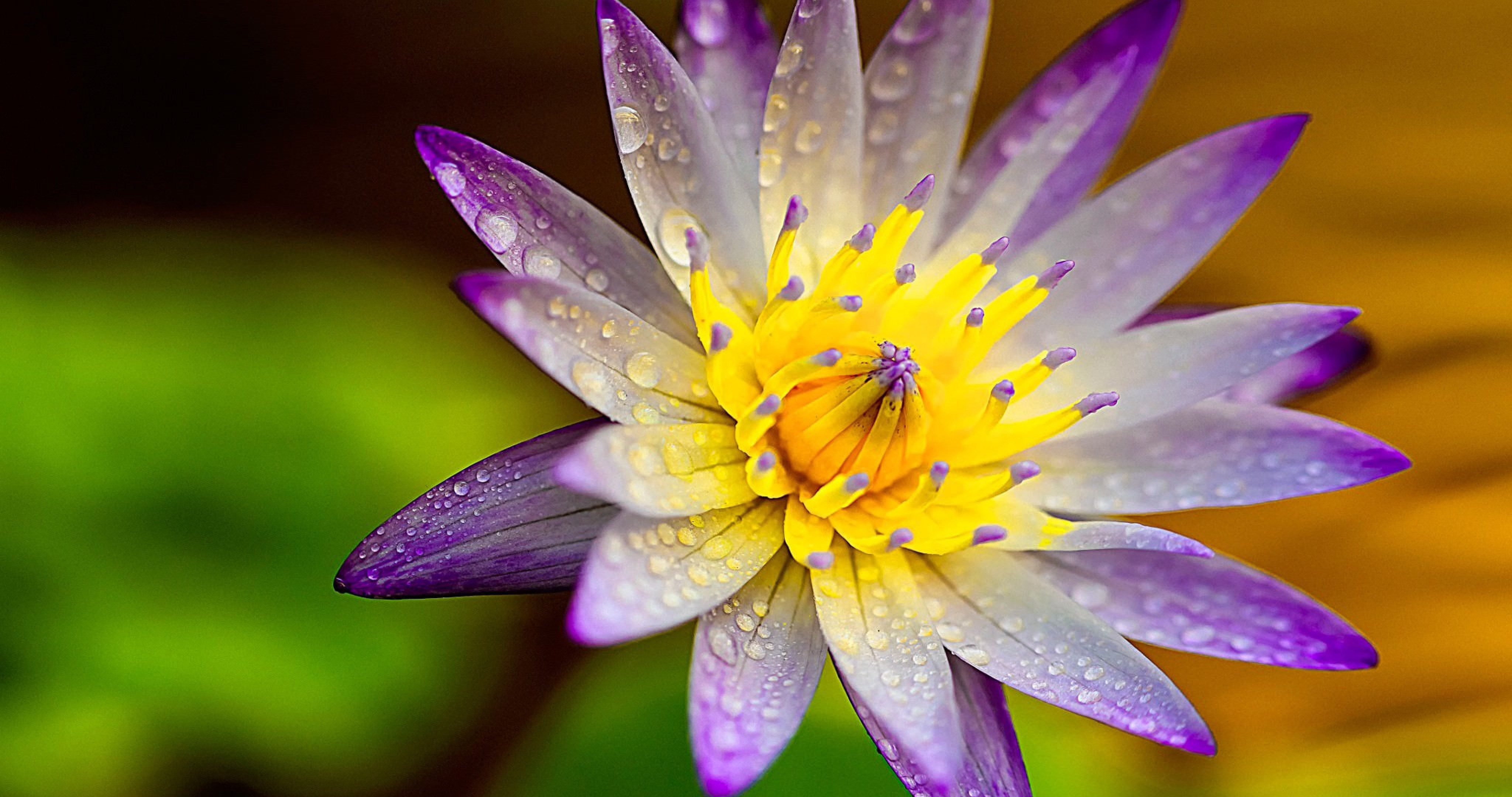 花のライブ壁紙のhd,花,花弁,紫の,水,黄