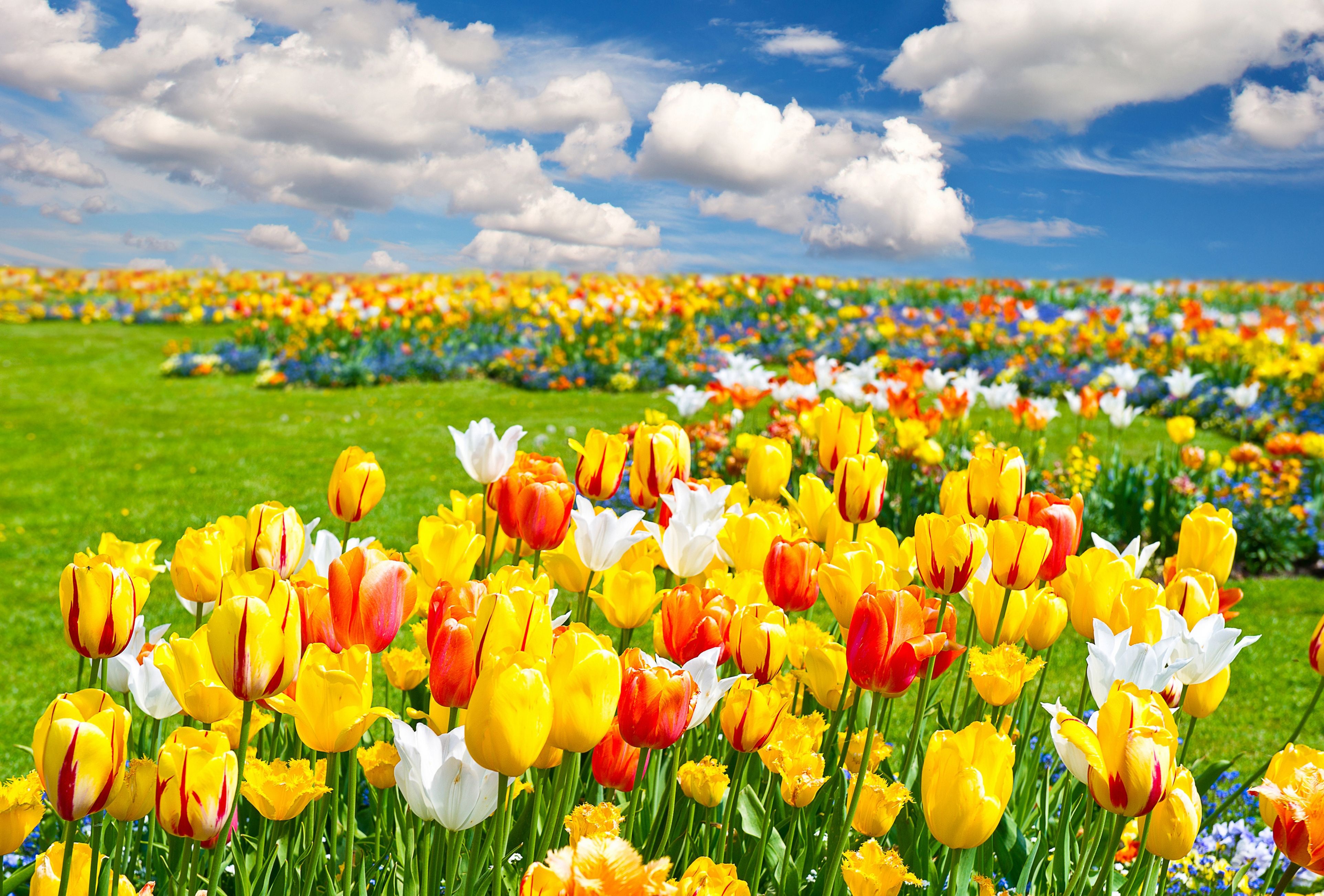 花のライブ壁紙のhd,花,開花植物,牧草地,自然の風景,チューリップ