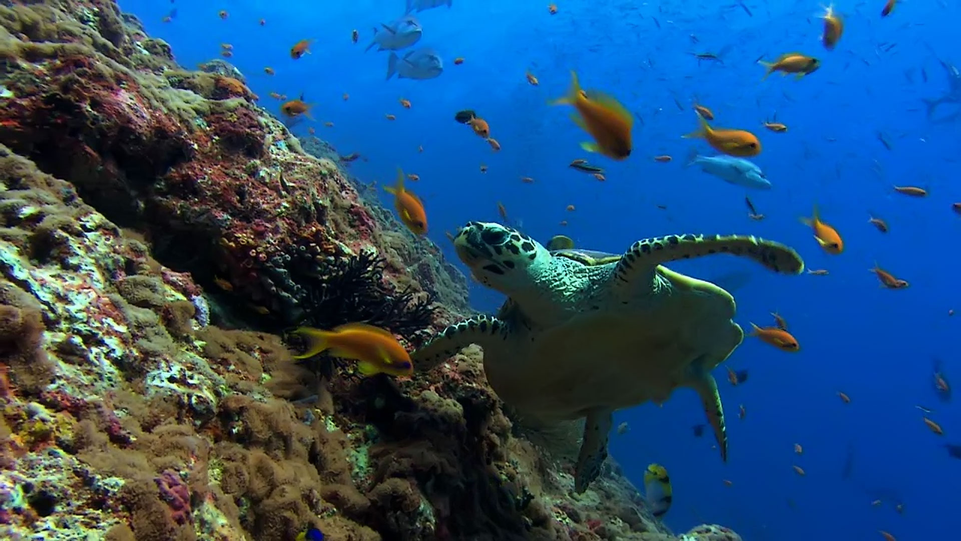 mar live wallpaper,submarino,biología marina,tortuga verde,tortuga carey,tortuga