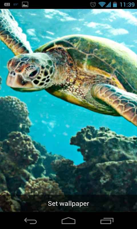 mare live wallpaper,tartaruga di mare,tartaruga di mare,tartaruga marina ridley verde oliva,tartaruga verde,tartaruga