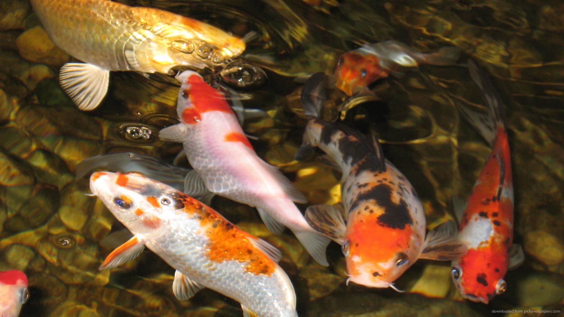 fondo de pantalla de koi,koi,pez,pez,estanque de peces,biología marina
