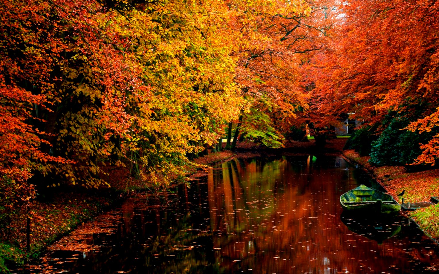 autunno live wallpaper,paesaggio naturale,natura,albero,foglia,riflessione