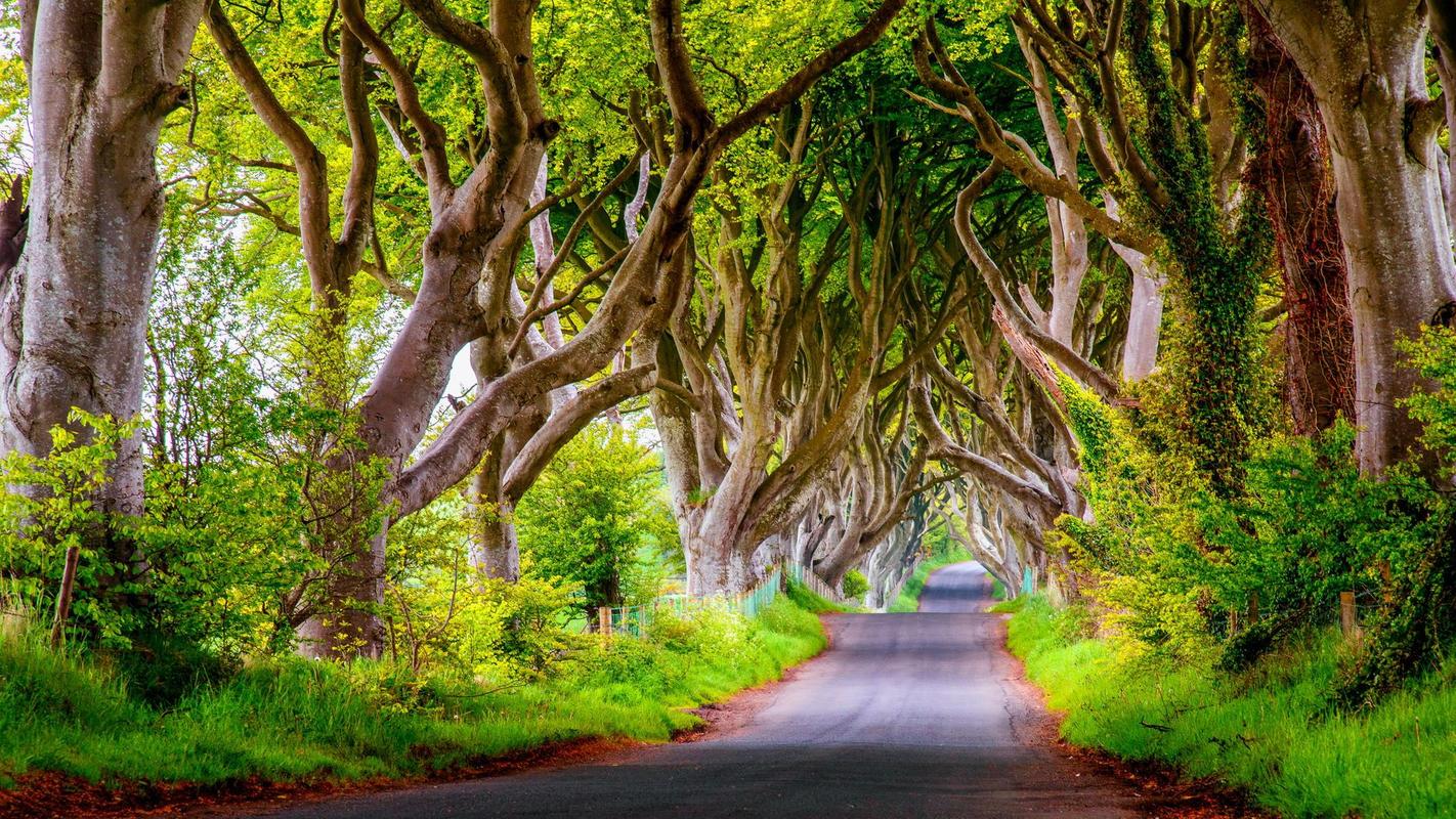 fondo de pantalla en vivo oscuro,árbol,paisaje natural,naturaleza,verde,la carretera