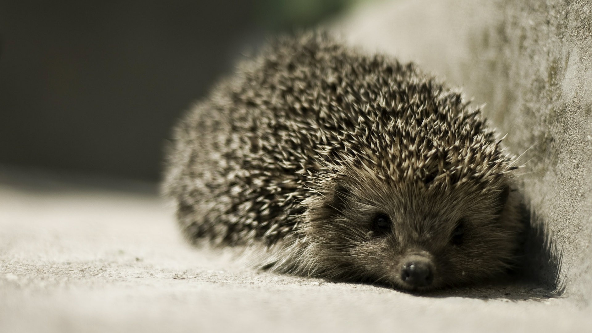 igel tapete,igel,domestizierter igel,stachelschwein,landtier,schnurrhaare