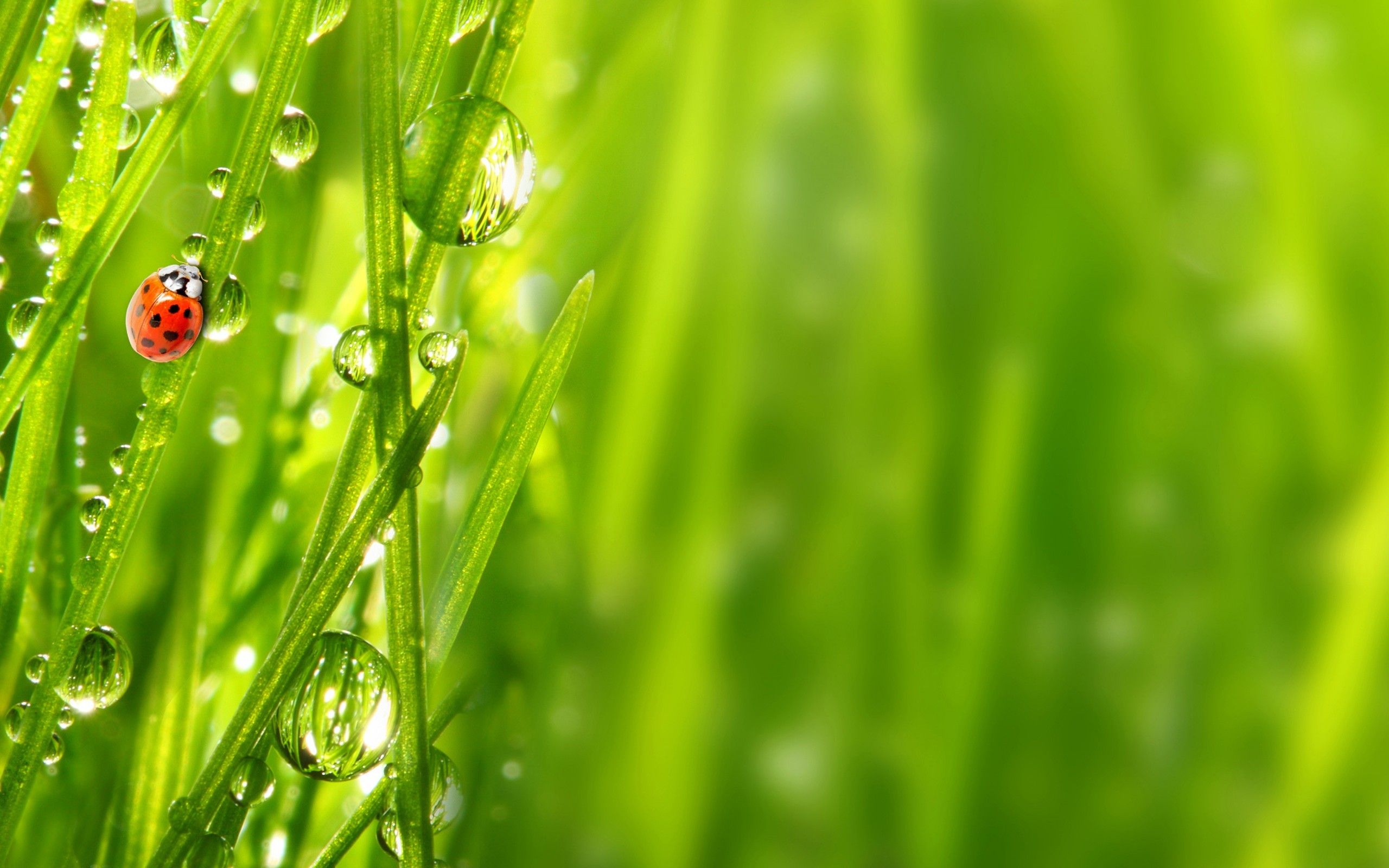 feuille de papier peint en direct,rosée,humidité,vert,l'eau,herbe