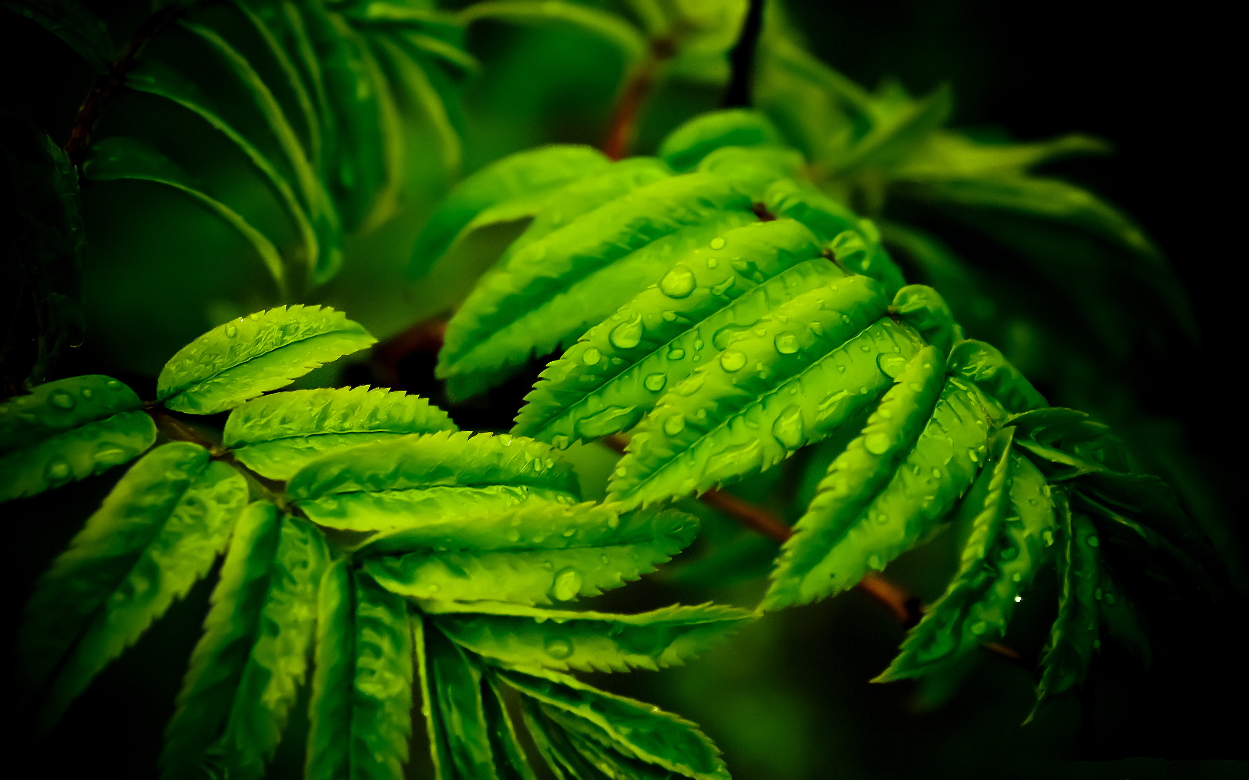 leaf live wallpaper,leaf,green,plant,vegetation,terrestrial plant