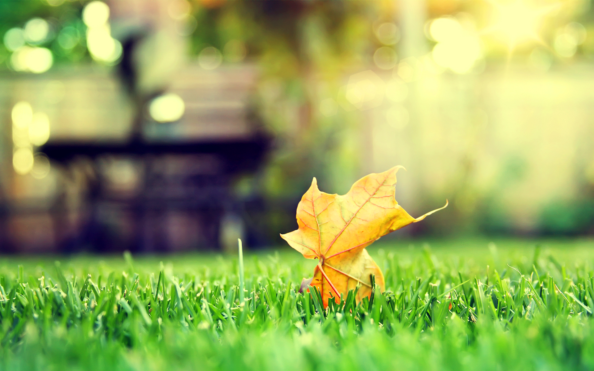 feuille de papier peint en direct,feuille,la nature,vert,herbe,feuille d'érable