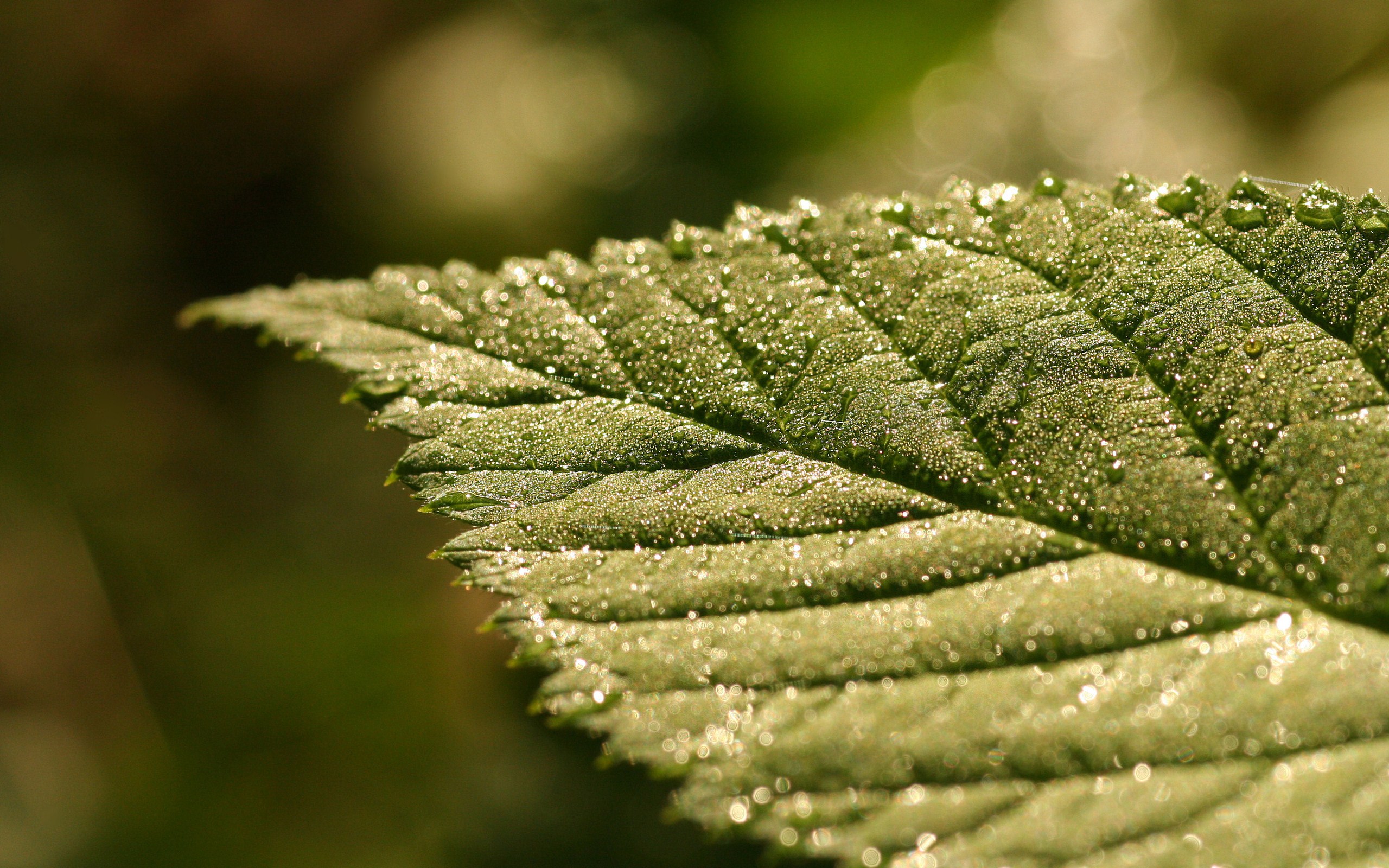 leaf live wallpaper,leaf,green,close up,plant,flower