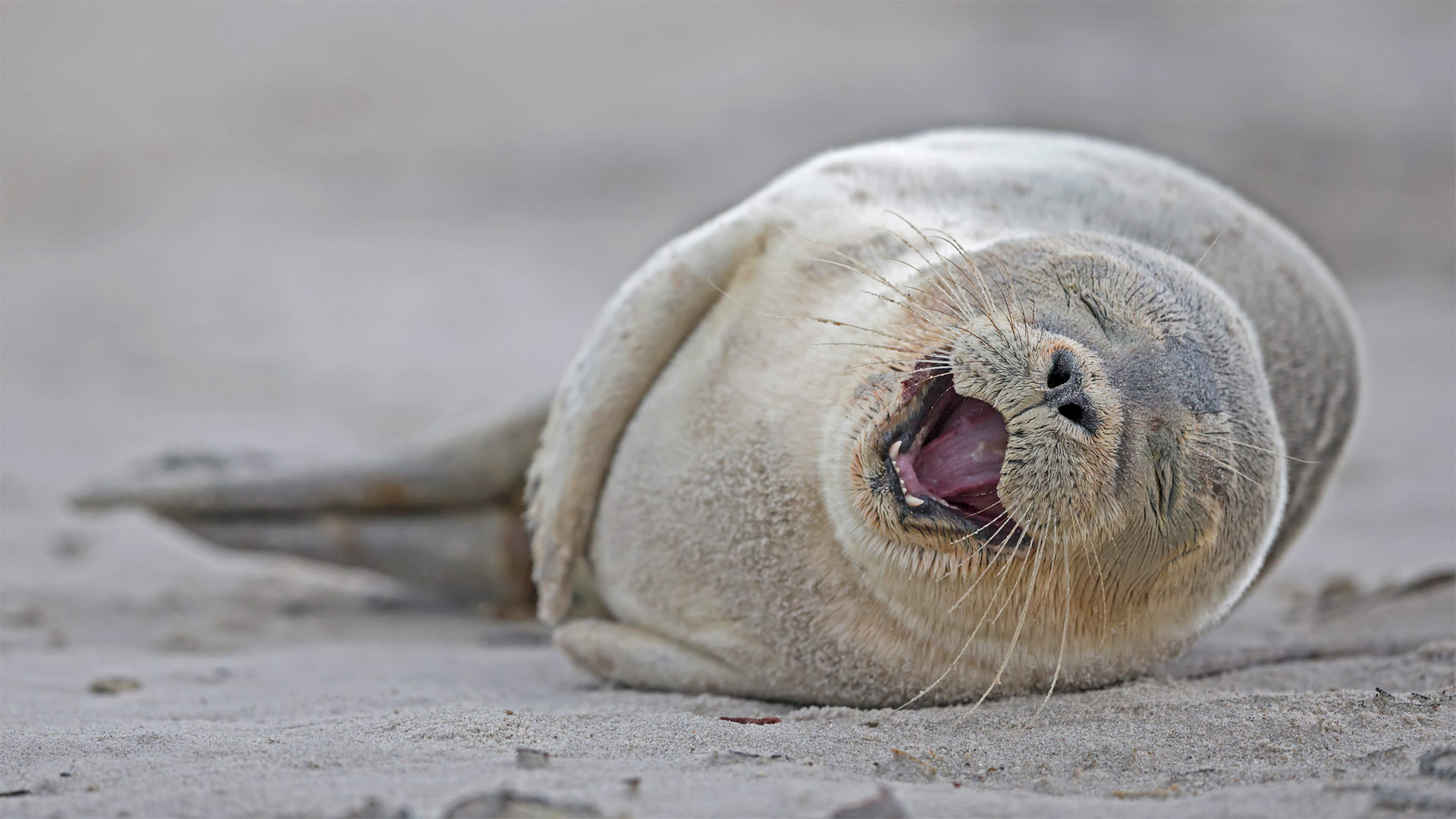seal wallpaper,seal,baltic gray seal,harbor seal,earless seal,marine mammal