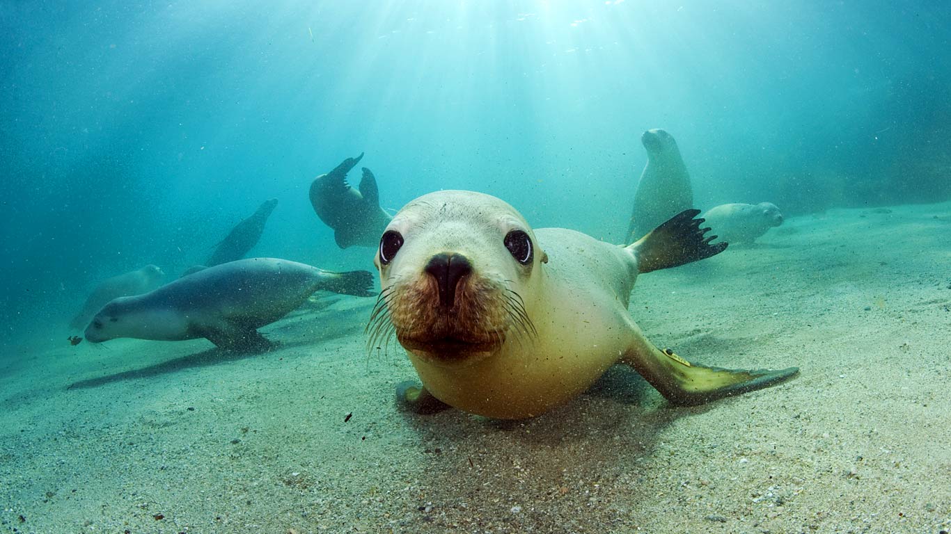 siegel tapete,meeressäugetier,unter wasser,meeresbiologie,ohrlose dichtung,schnauze