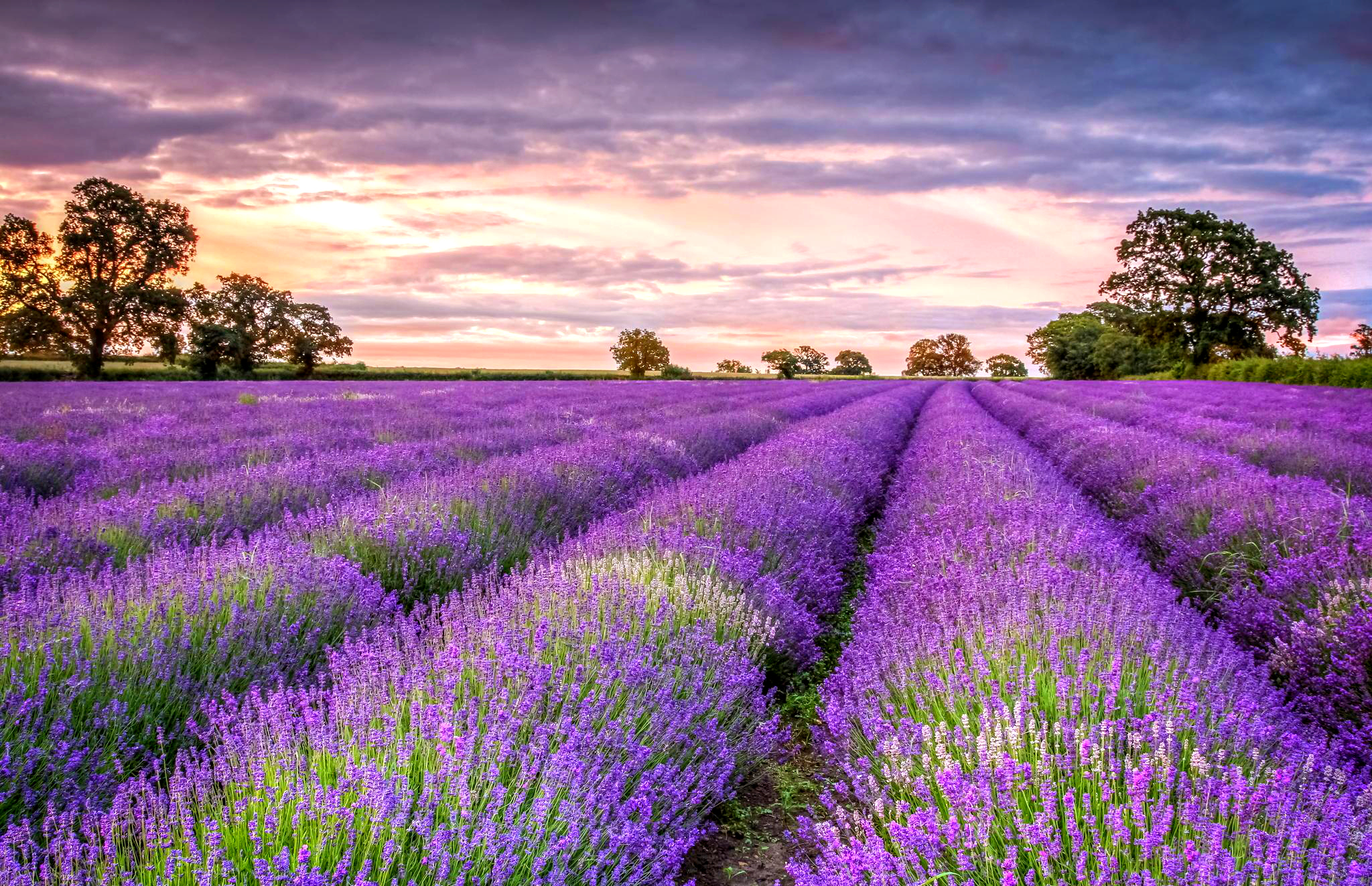 papier peint lavande,lavande,lavande anglaise,ciel,violet,champ