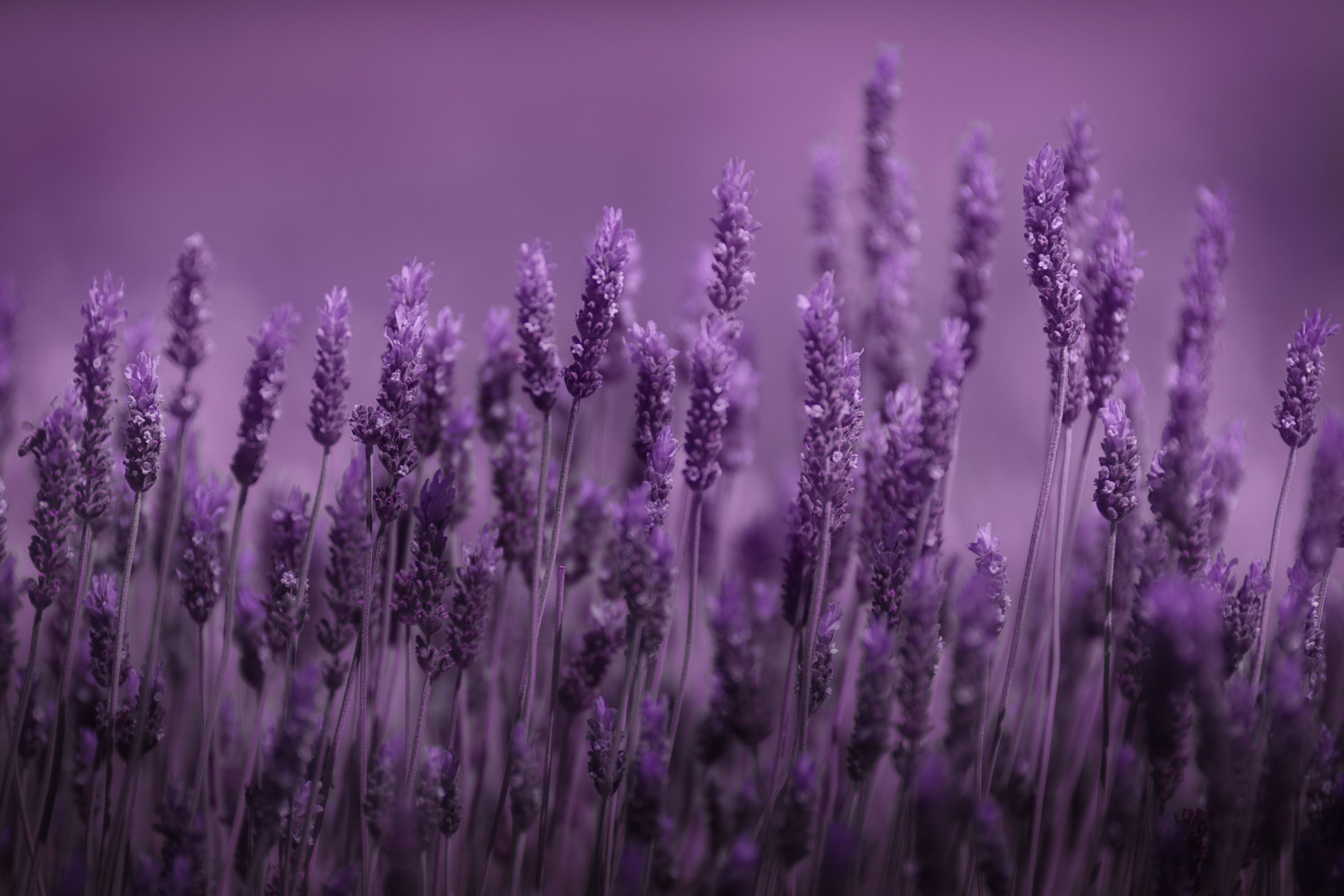 lavender wallpaper,lavender,purple,violet,english lavender,lavender
