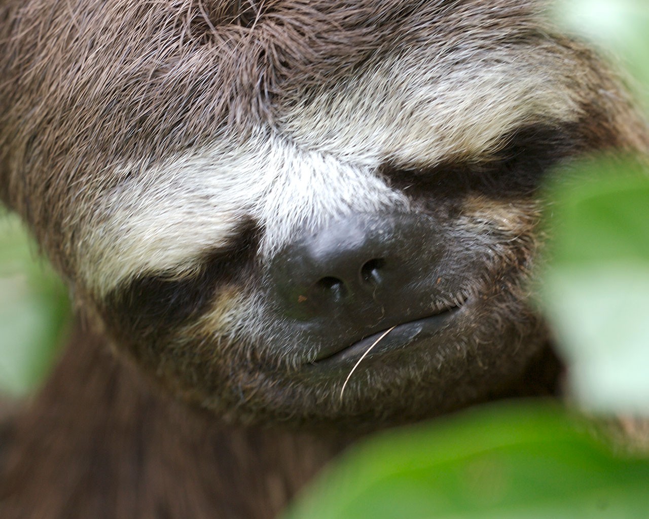 sloth wallpaper,mammal,vertebrate,three toed sloth,sloth,two toed sloth
