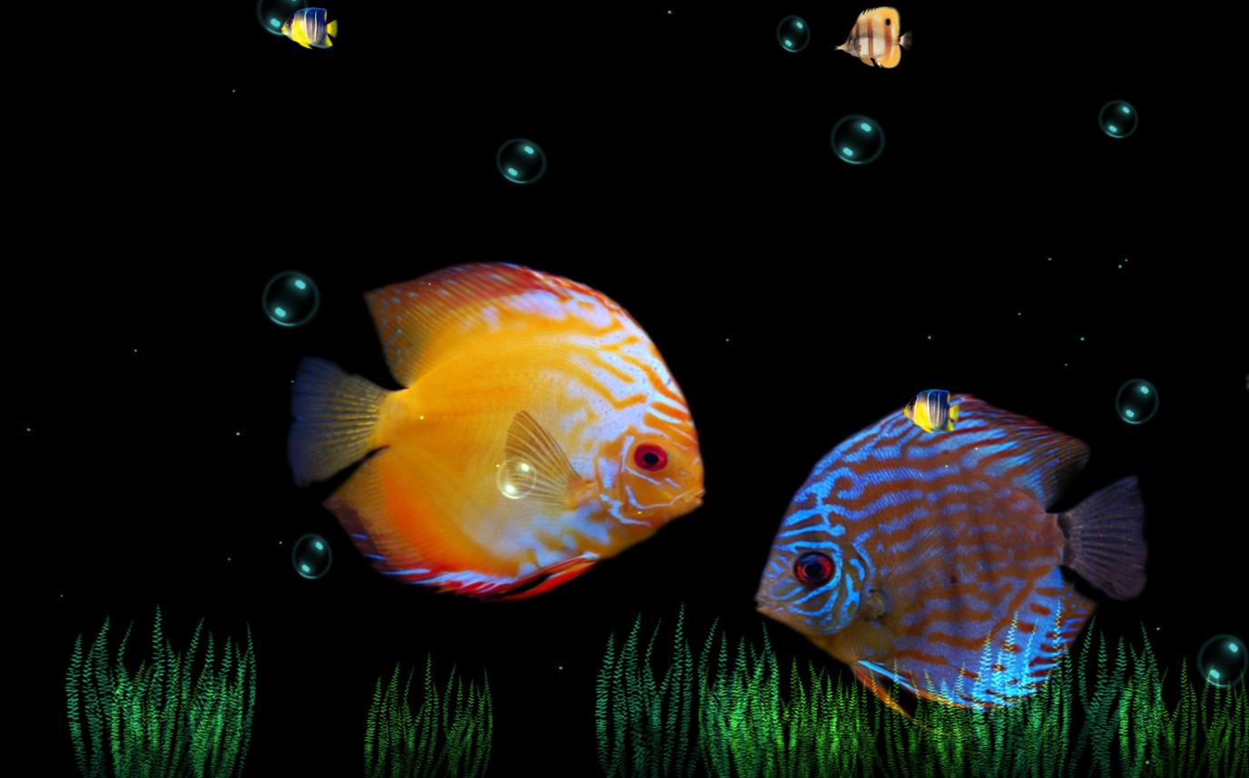 download di sfondi animati,pesce,biologia marina,pesce,subacqueo,pesce di mare profondo