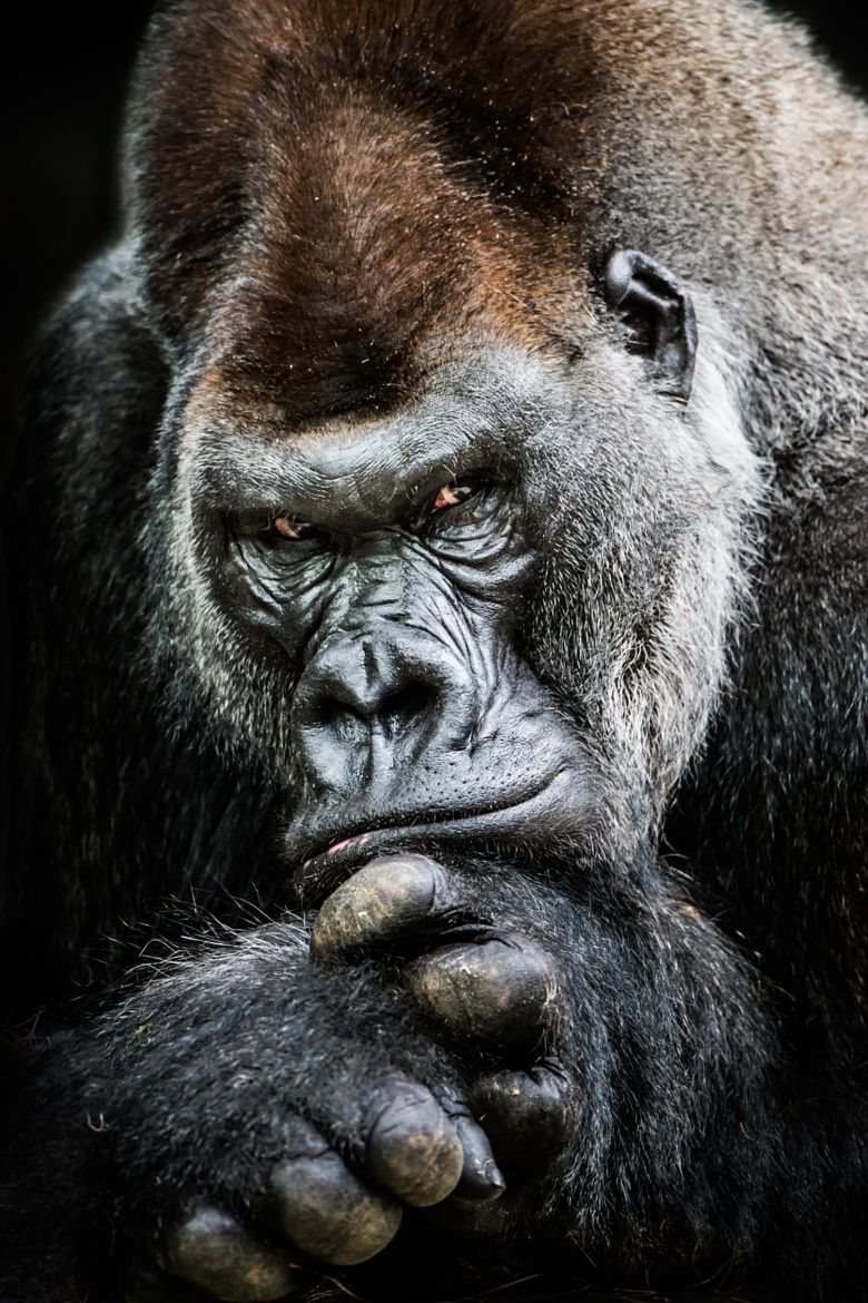 carta da parati gorilla,primate,grugno,animale terrestre,avvicinamento,bocca