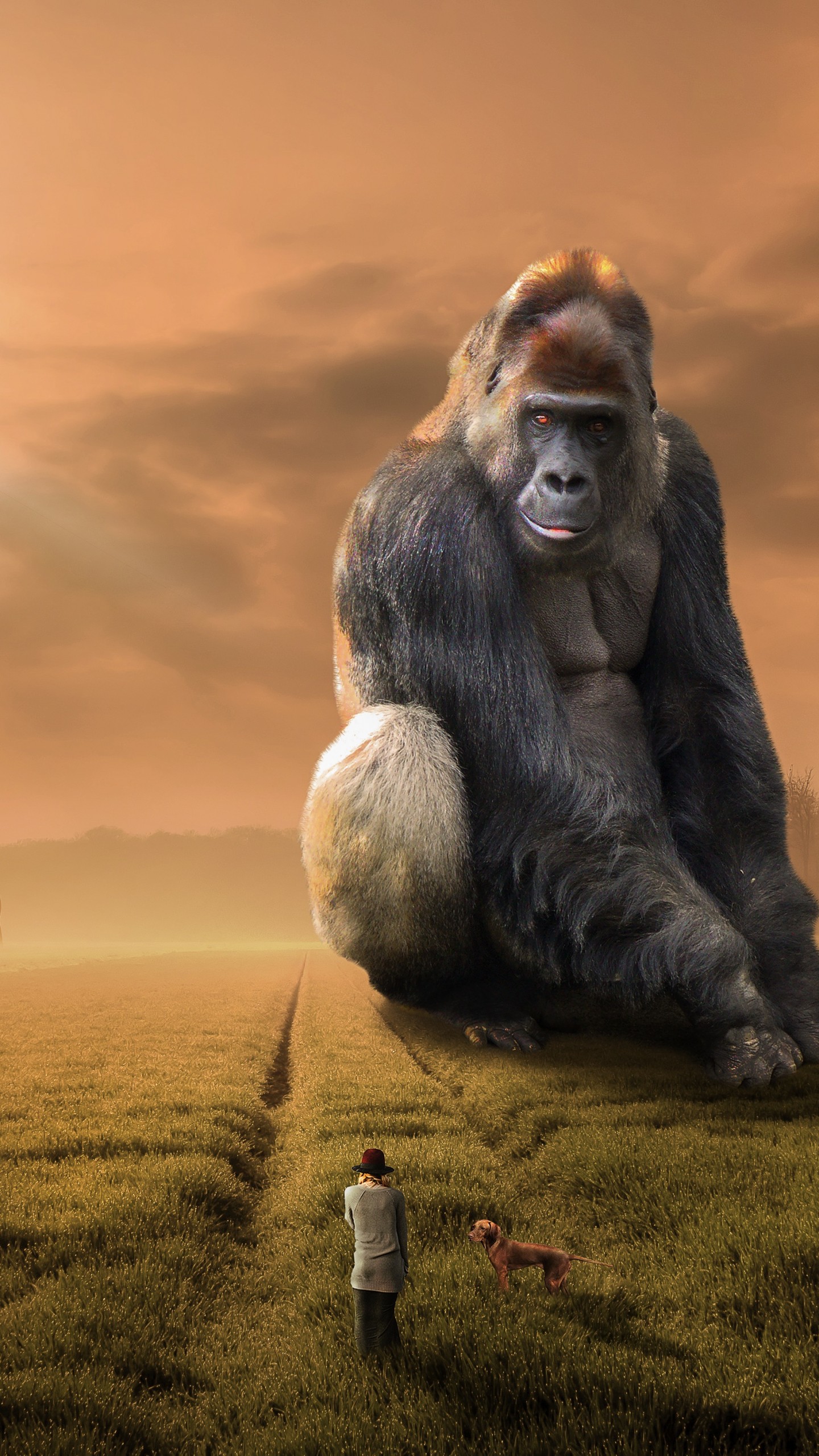 ゴリラの壁紙 霊長類 人間 陸生動物 鼻 一般的なチンパンジー Wallpaperuse ゴリラの壁紙 霊長類 人間 陸生動物 鼻 一般的なチンパンジー Wallpaperuse