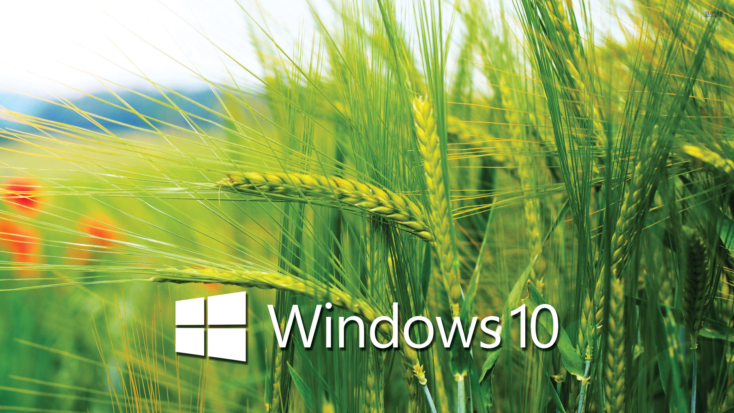 fondo de pantalla para laptop windows 10,cebada,triticale,comida de granos,césped,planta