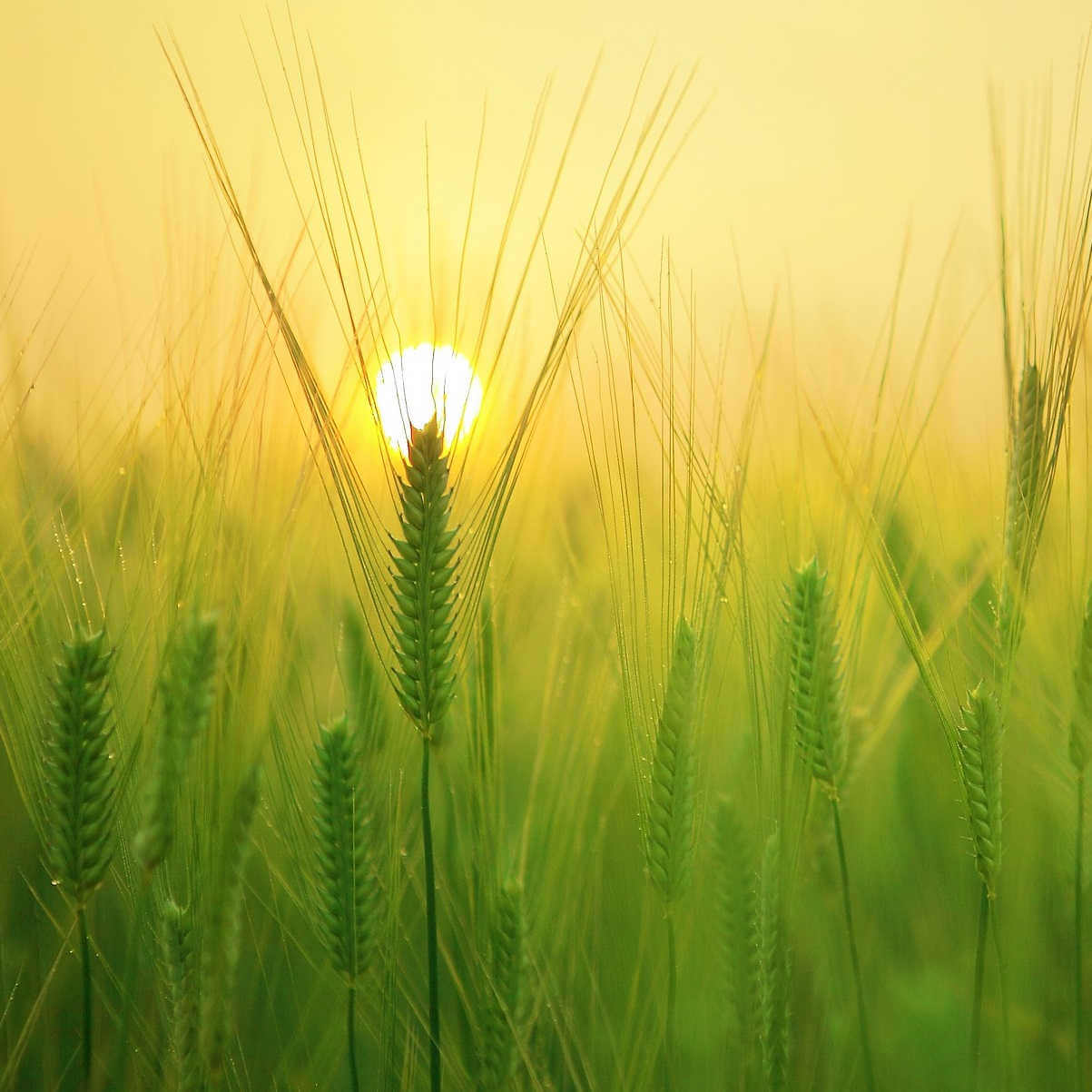 descarga de fondo de pantalla de windows 10,naturaleza,cebada,verde,comida de granos,césped