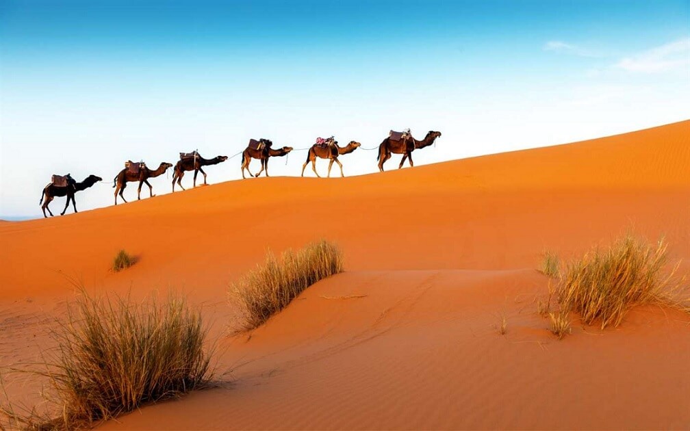 윈도우 10 벽지 팩,사막,낙타,아라비아 낙타,사하라,모래