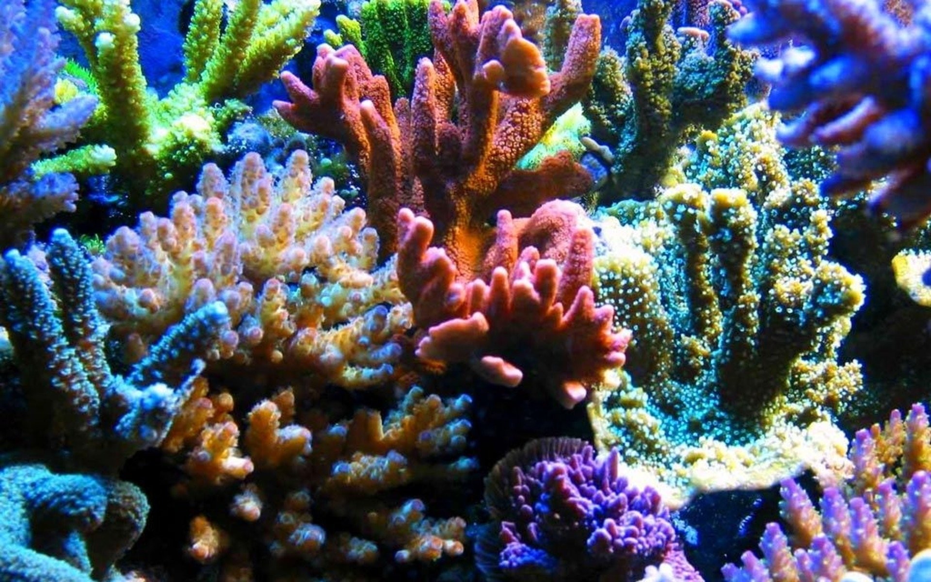 サンゴの壁紙,リーフ,サンゴ礁,コーラル,石サンゴ,無脊椎動物