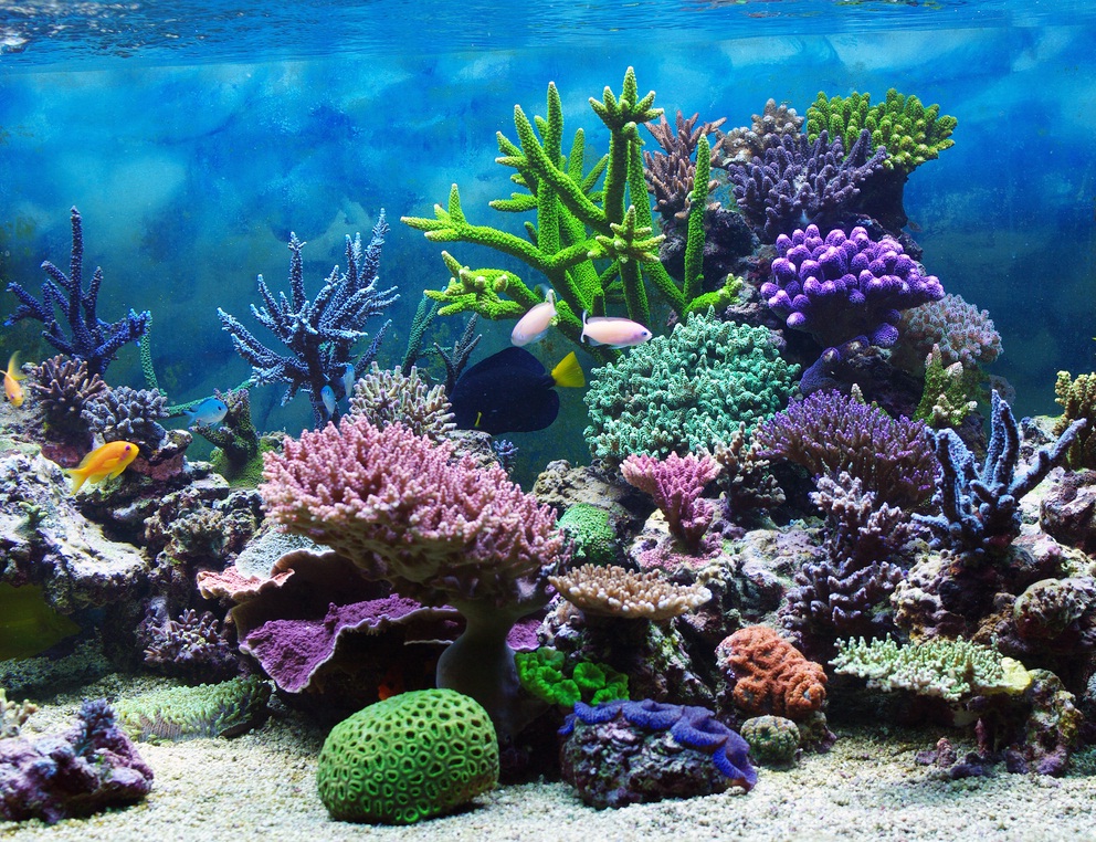 papier peint corail,récif,récif de corail,corail,corail dur,aquarium d'eau douce