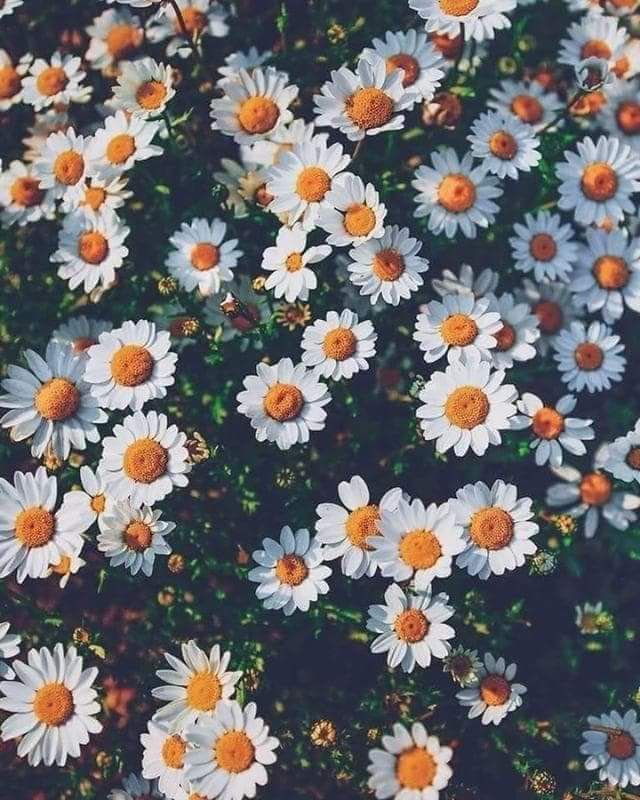 mood wallpaper app,flower,daisy,chamomile,plant,oxeye daisy