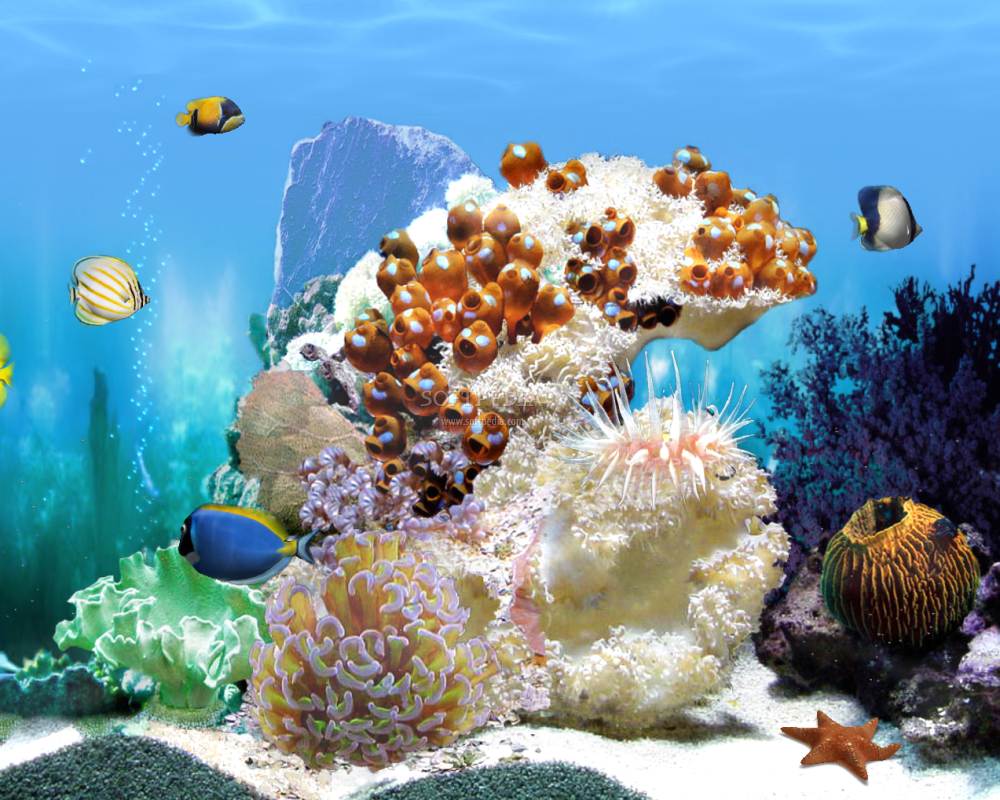 incredibili sfondi 3d,scogliera,barriera corallina,biologia marina,corallo pietroso,pesce pagliaccio