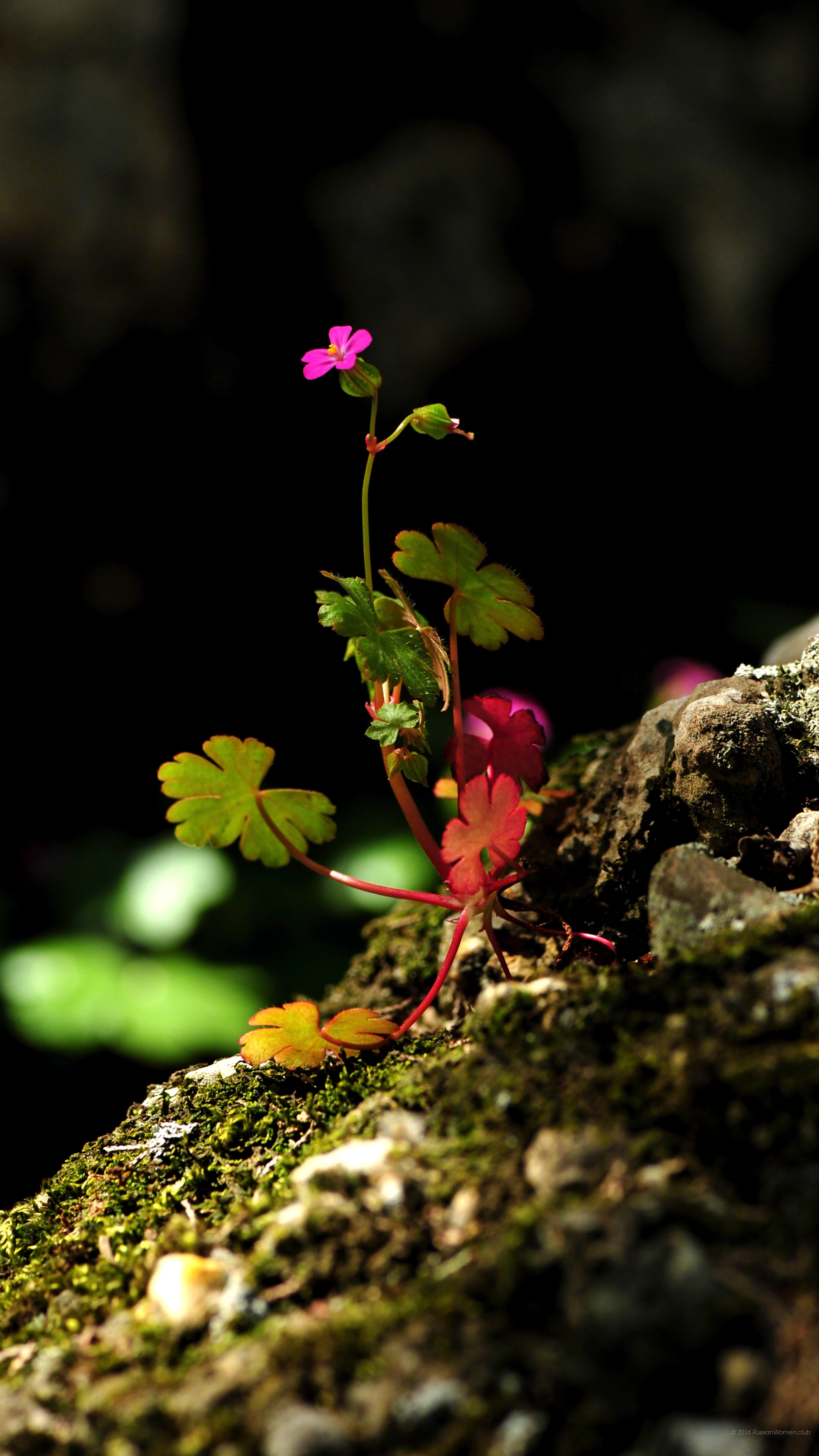 fondo de pantalla a mano,flor,planta floreciendo,planta,naturaleza,pétalo