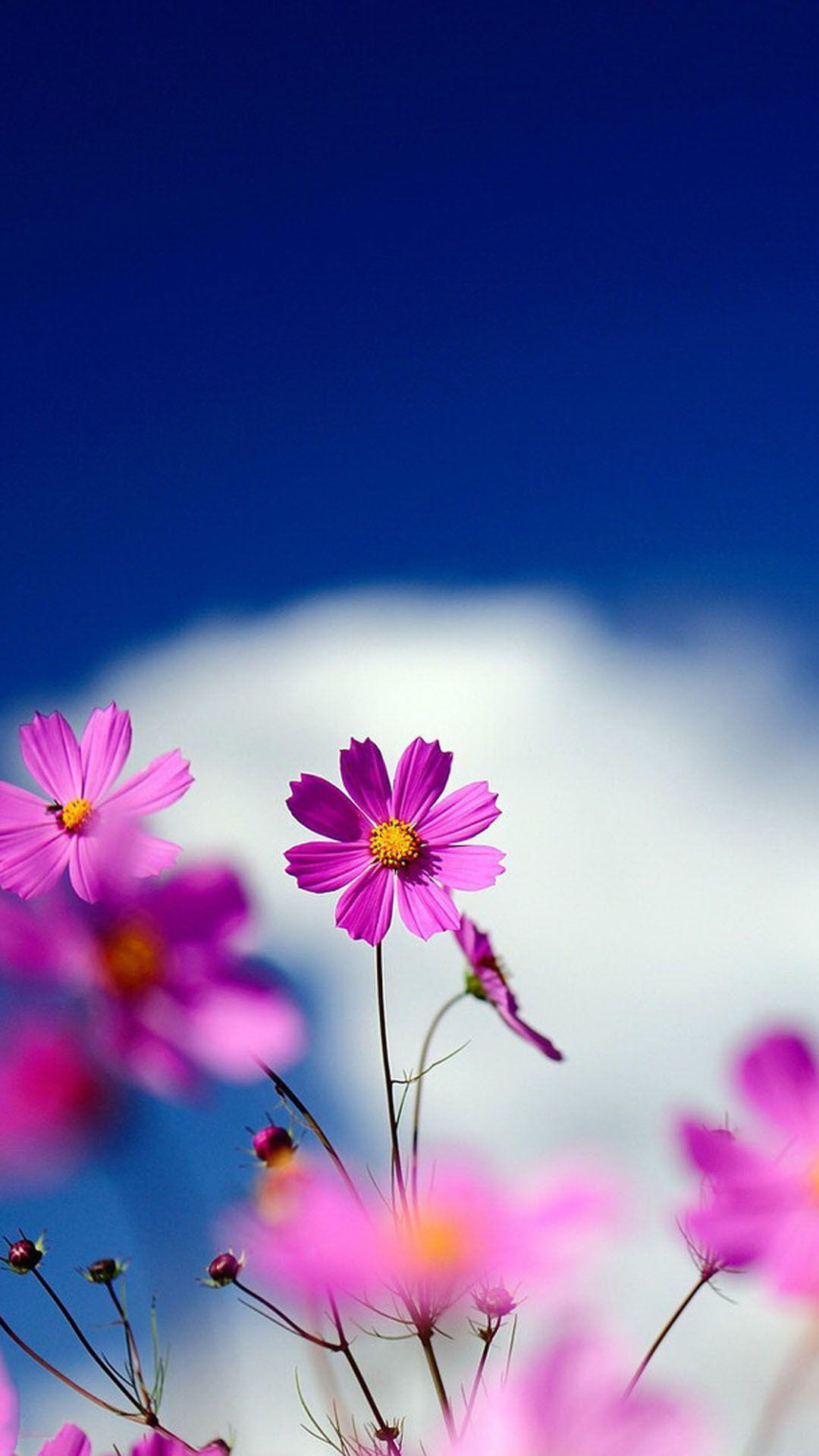 wallpaper handy,flower,flowering plant,sky,petal,nature