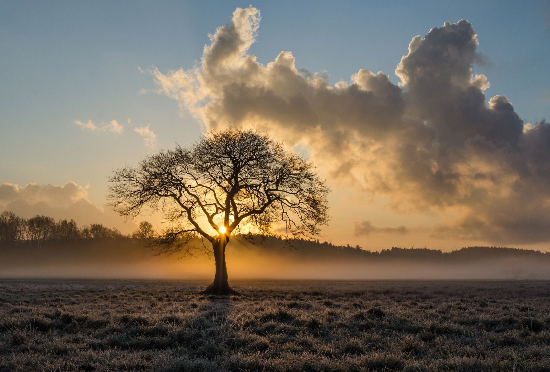 carta da parati solitaria,paesaggio naturale,cielo,natura,albero,mattina