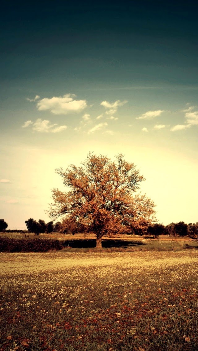 einsame tapete,himmel,natürliche landschaft,baum,natur,wolke