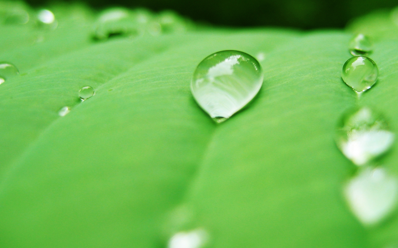 drop wallpaper,dew,green,leaf,drop,water