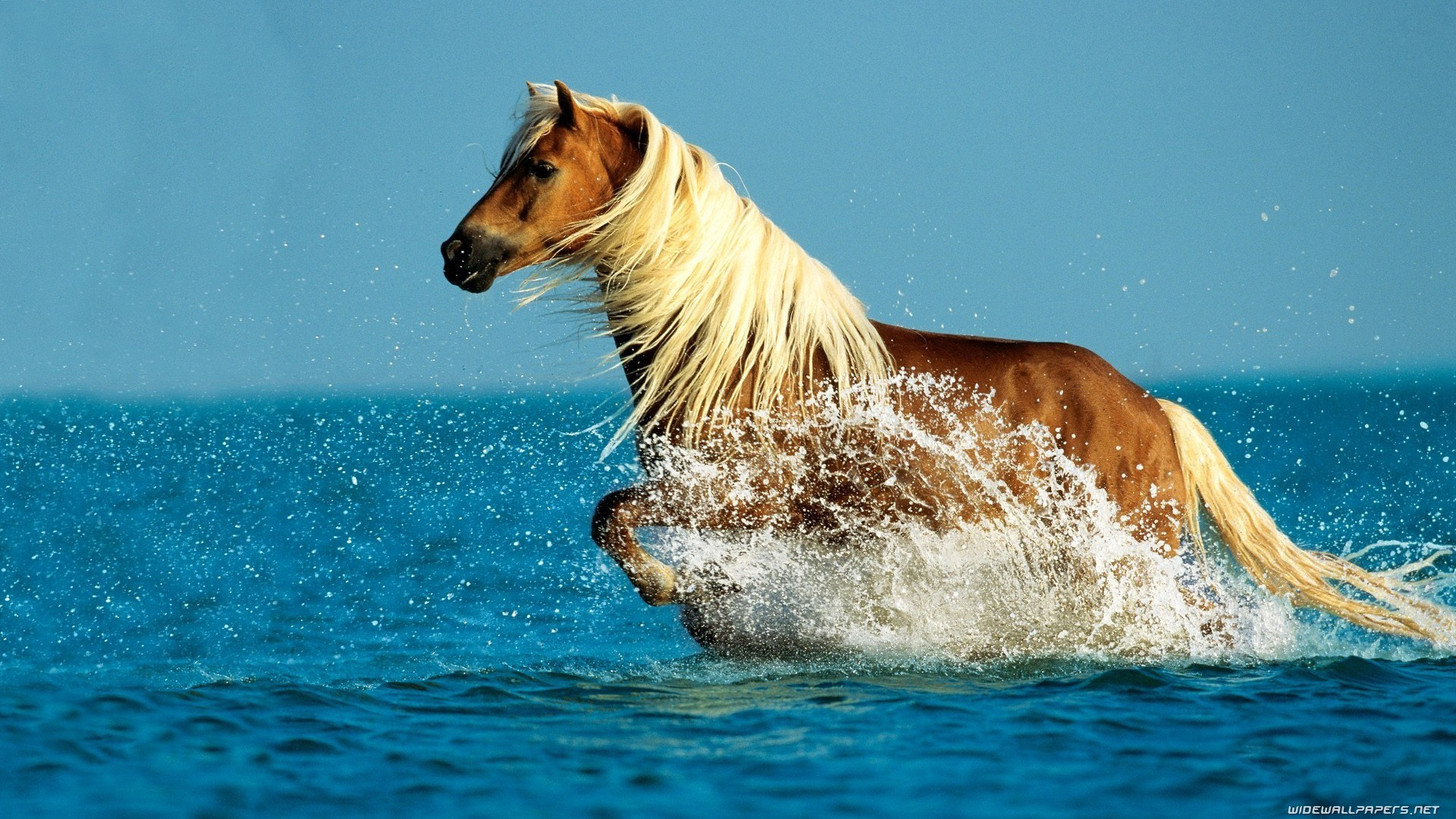 hd wallpapers 1080p widescreen nature free download,vertebrate,mammal,horse,stallion,mustang horse