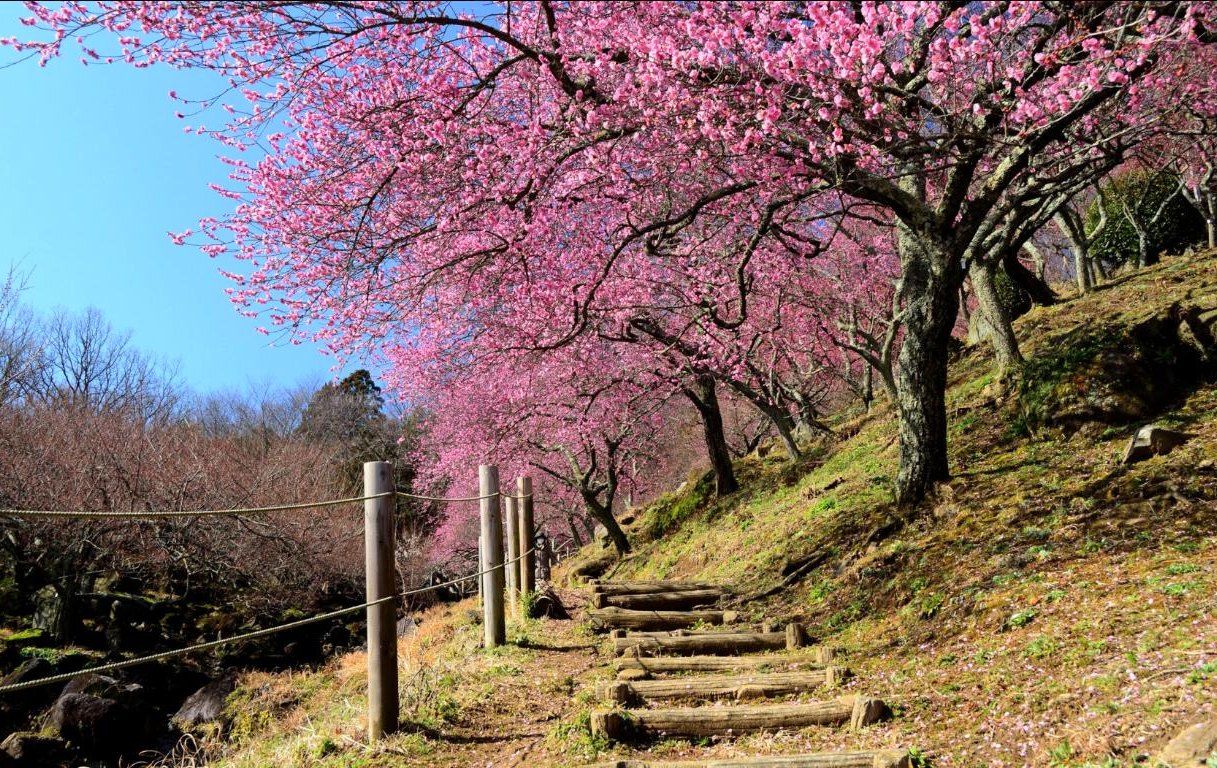 배경 pemandangan 알람,자연,나무,꽃,봄,꽃