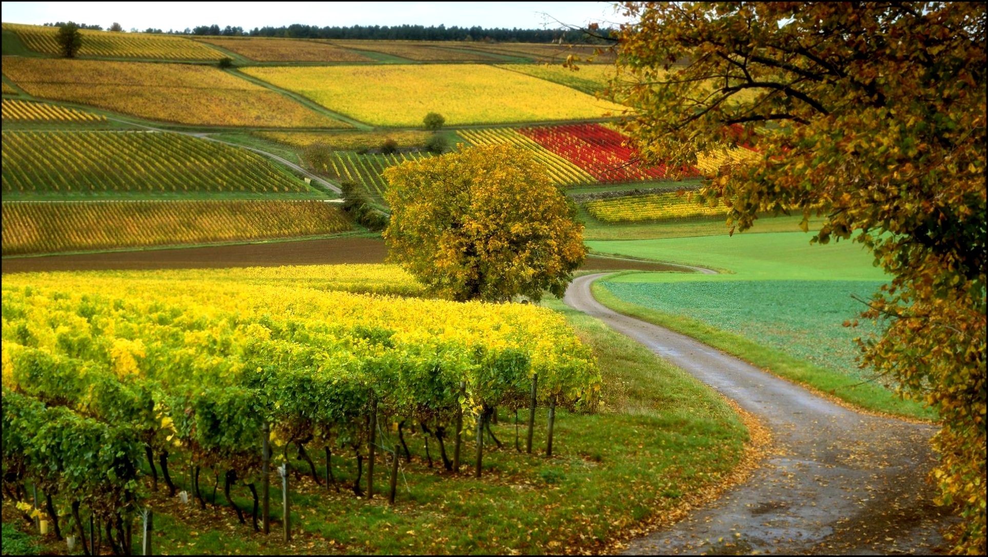 nachural hd wallpaper,natural landscape,nature,field,yellow,rural area