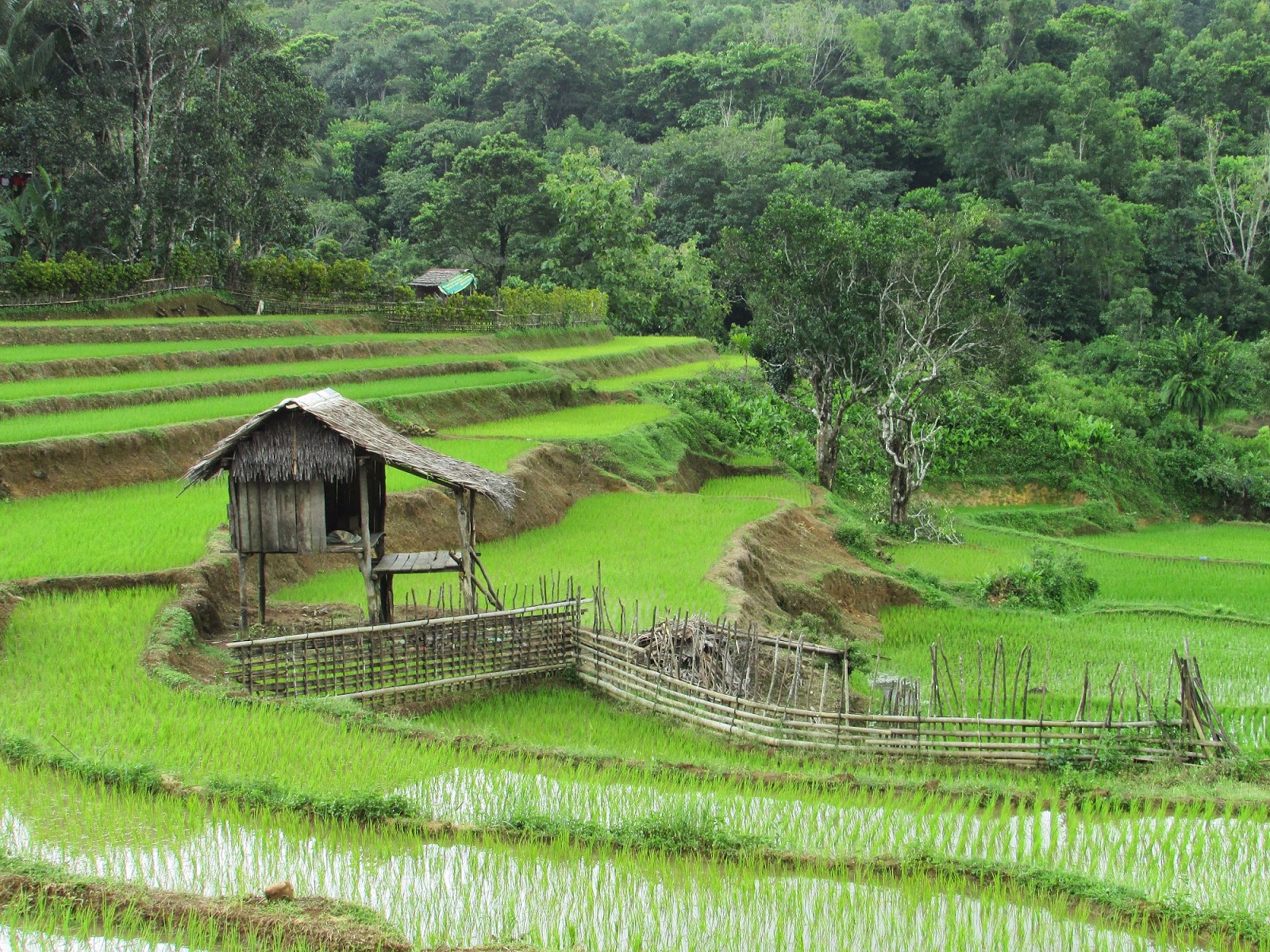 fondos de pantalla pemandangan indah,terraza,área rural,paisaje natural,campo de arroz,paisaje