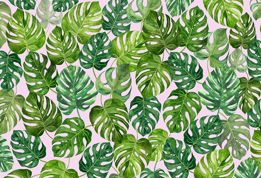 papier peint végétal,feuille,vert,plante,modèle,monstera deliciosa