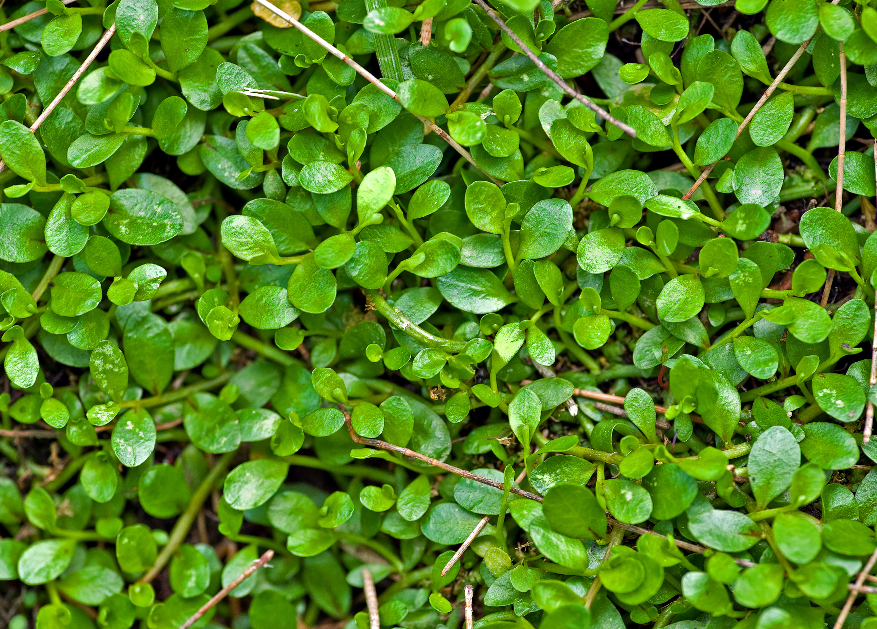 papel tapiz de planta,planta,flor,cobertura del suelo,hoja,planta floreciendo