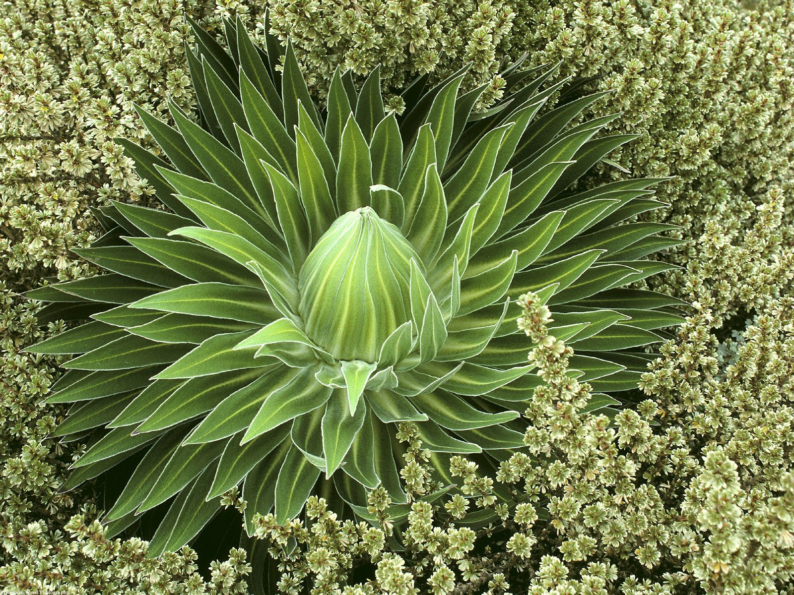 papel tapiz de planta,flor,planta,hoja,planta floreciendo,césped