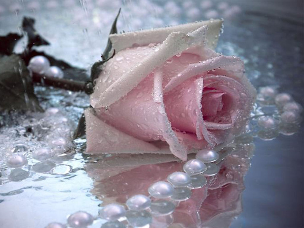 pearl wallpaper,pink,garden roses,water,petal,rose