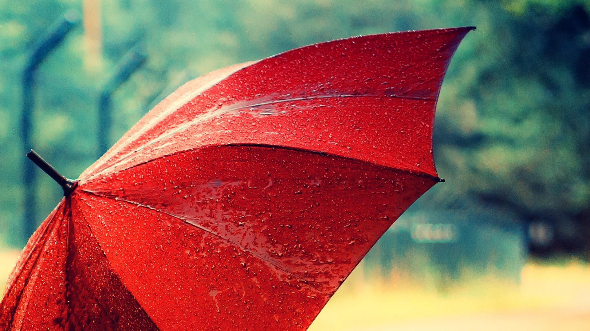 carta da parati ombrello,foglia,rosso,natura,ombrello,avvicinamento