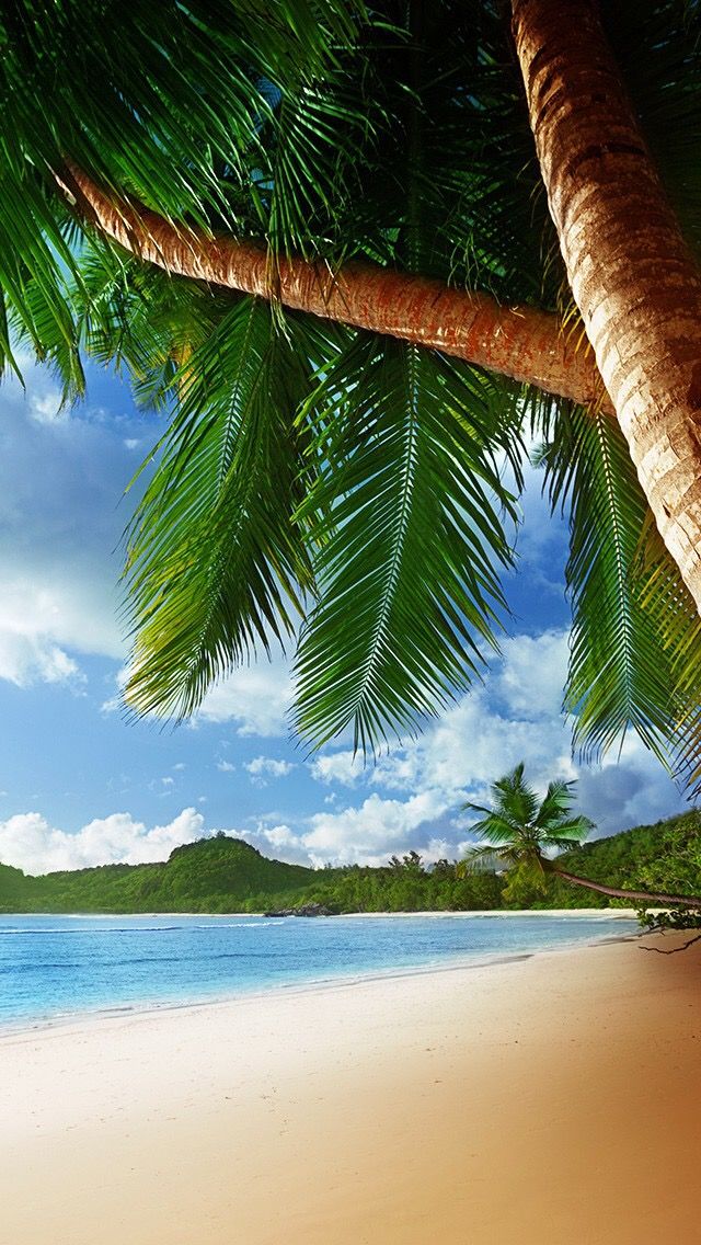 carta da parati dell'albero,natura,albero,cielo,caraibico,palma