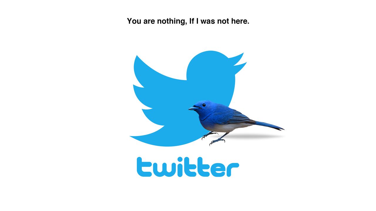 twitter wallpaper,bird,logo,bluebird,blue jay,mountain bluebird