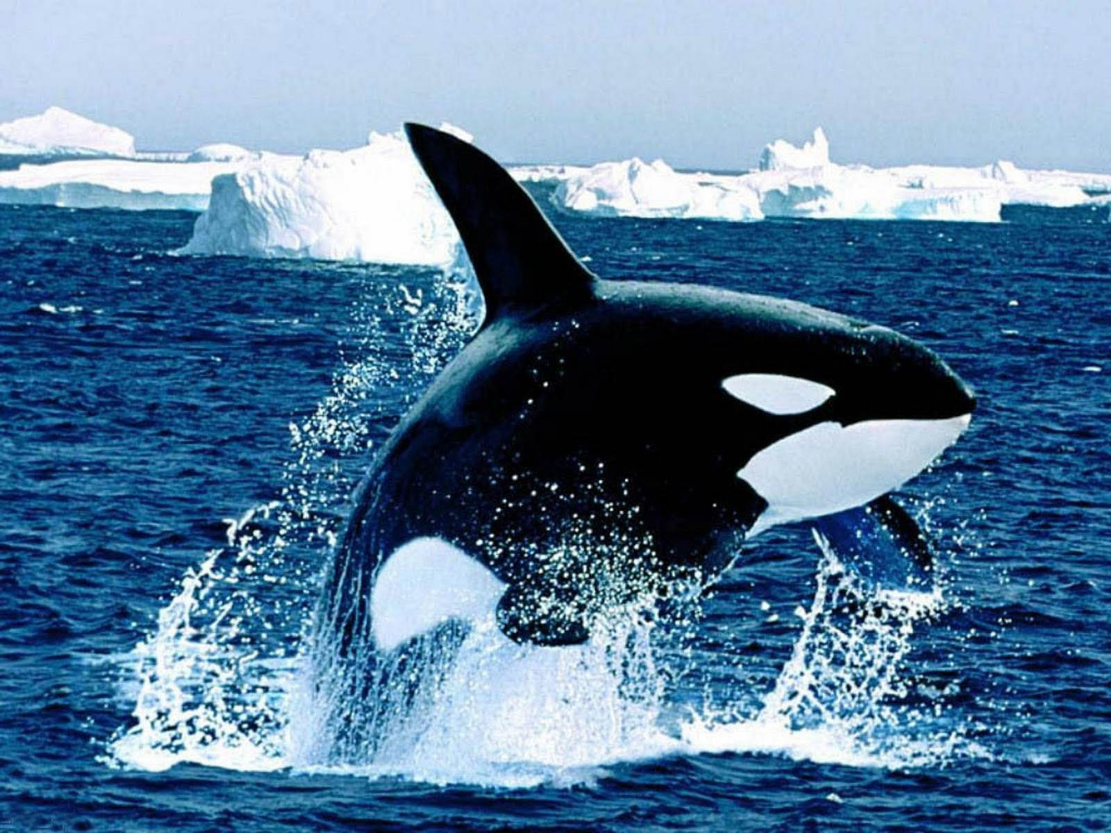 fondo de pantalla de orca,orca,mamífero marino,biología marina,ballena