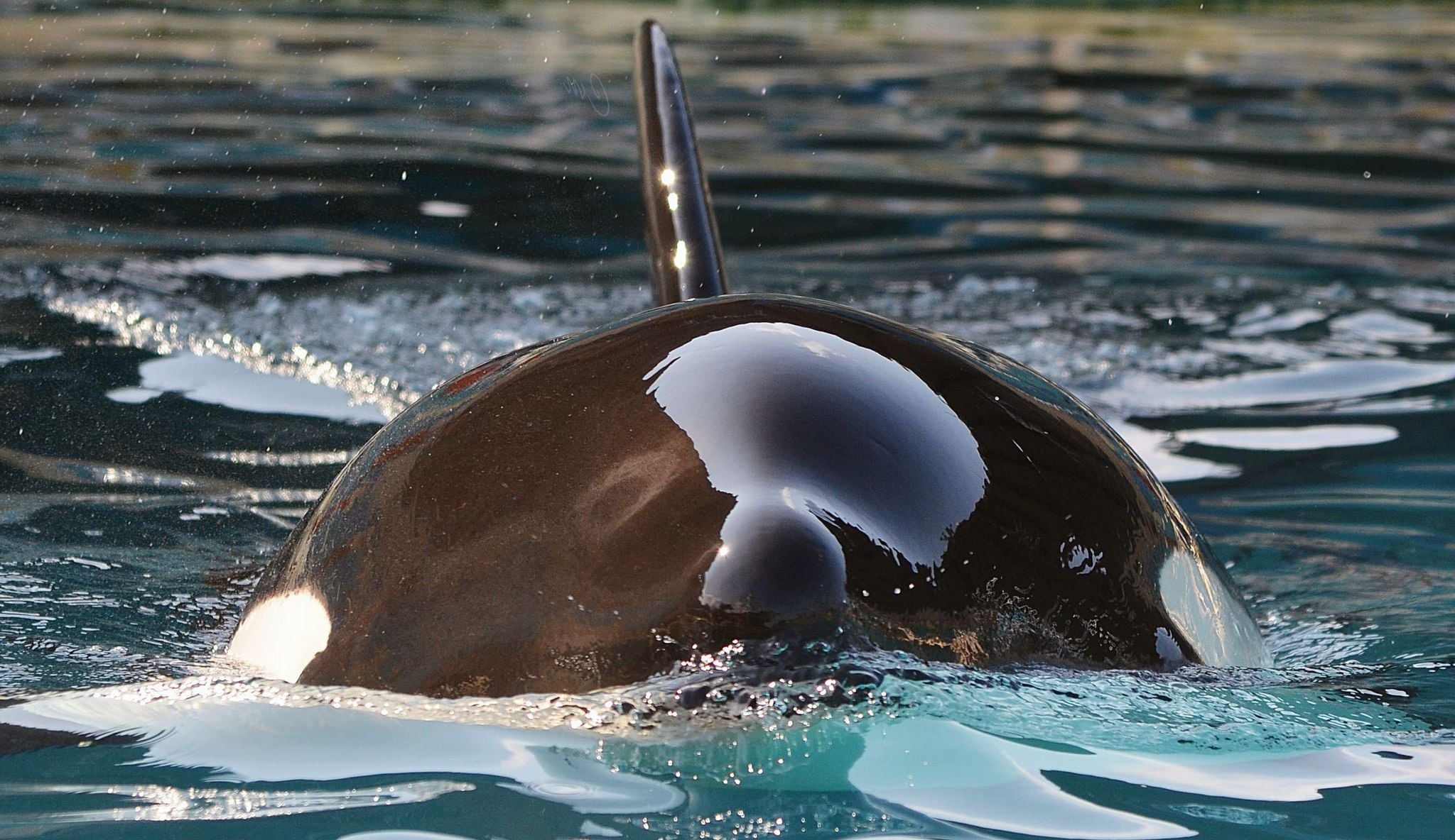 carta da parati orca,mammifero marino,delfino,balena assassina,delfino di tursiope comune,delfino comune dal becco corto