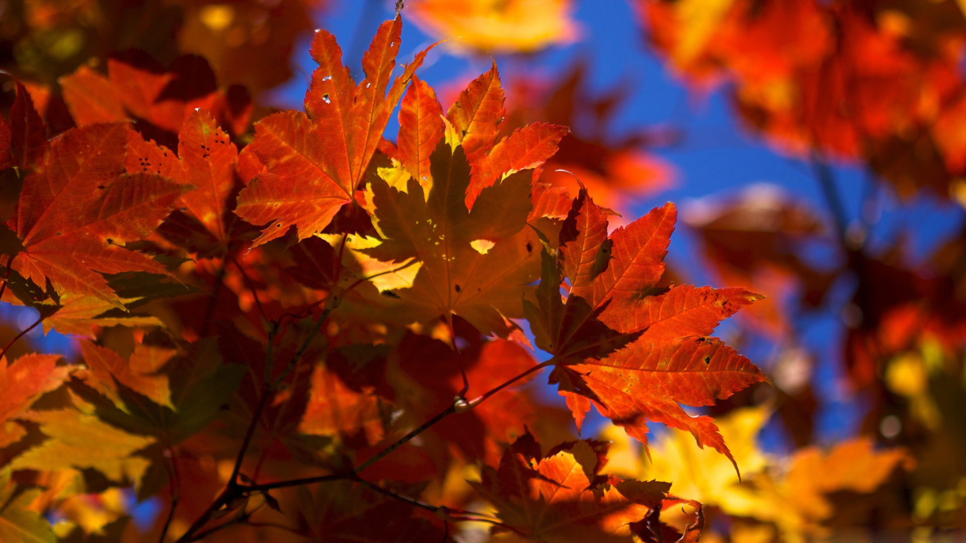 feuilles d'automne fond d'écran,feuille,arbre,ciel,la nature,feuille d'érable