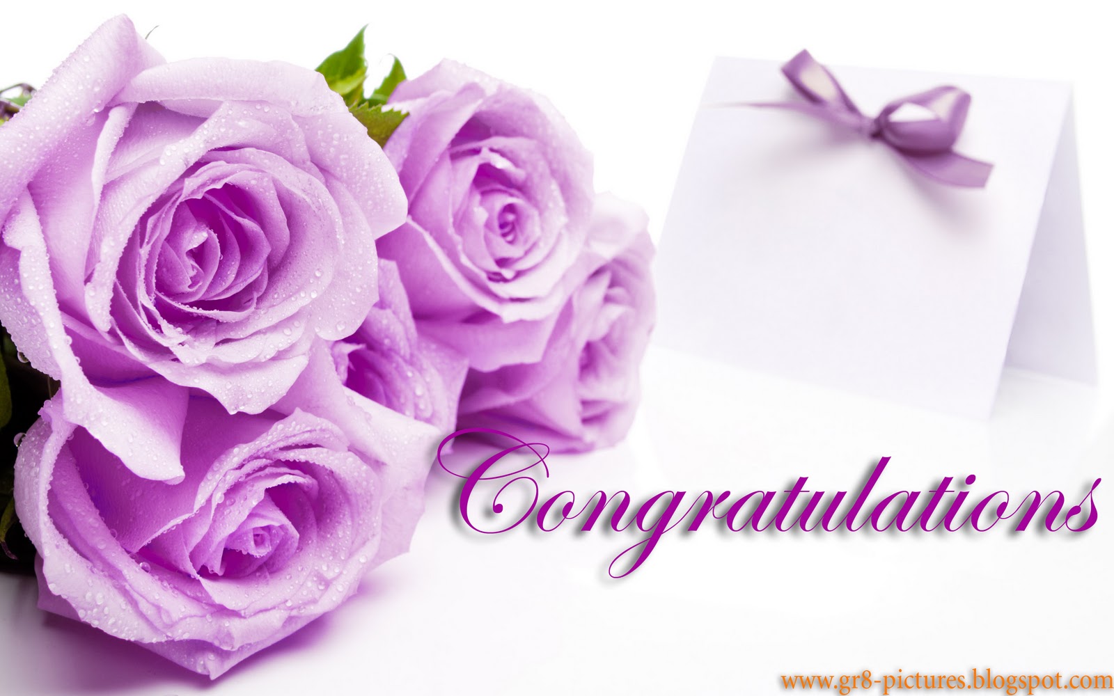 carta da parati di congratulazioni,viola,rose da giardino,testo,viola,rosa