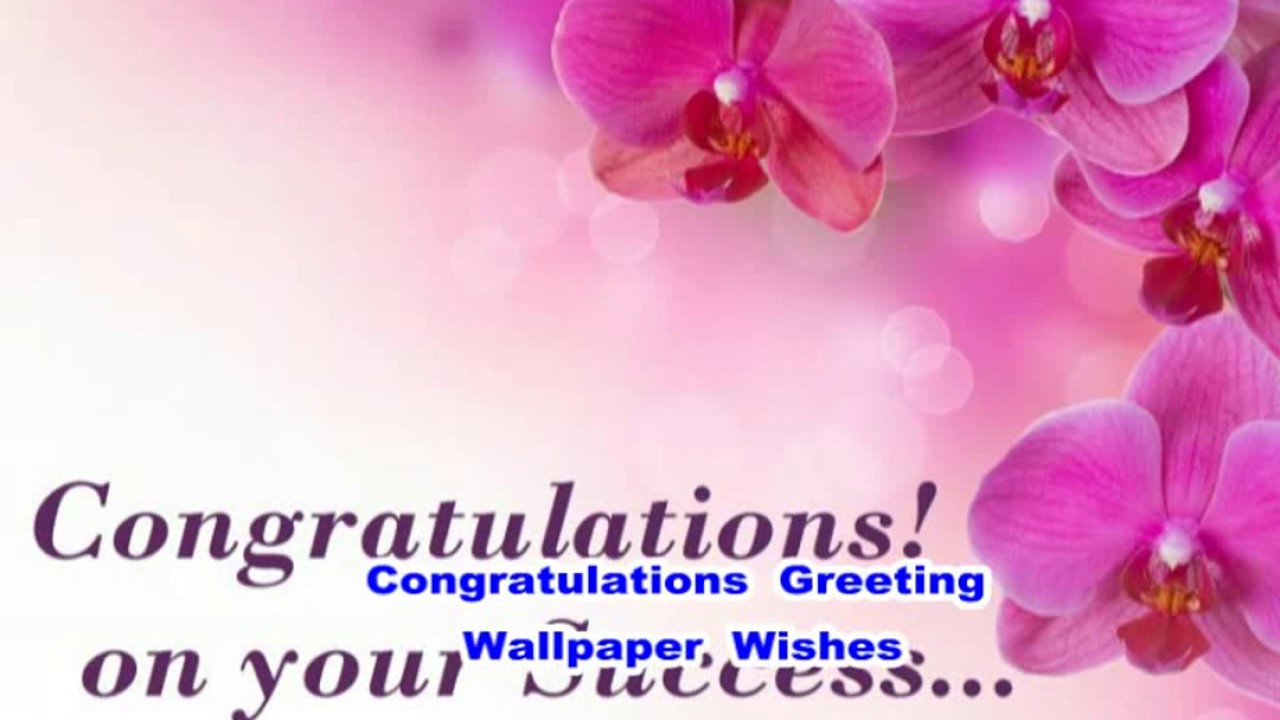 congratulations wallpaper,petal,moth orchid,flower,text,pink