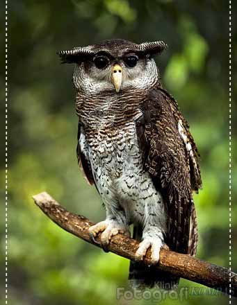 Wallpaper Hantu WallpaperUse