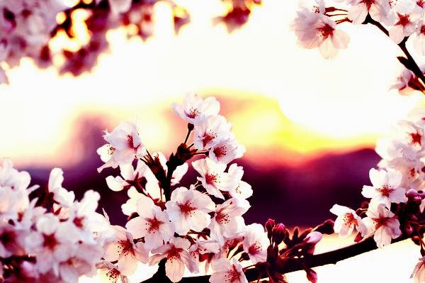 papel tapiz gambar cantik,flor,florecer,primavera,pétalo,flor de cerezo